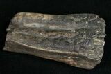 Pleistocene Aged Fossil Horse Tooth - Florida #10291-1